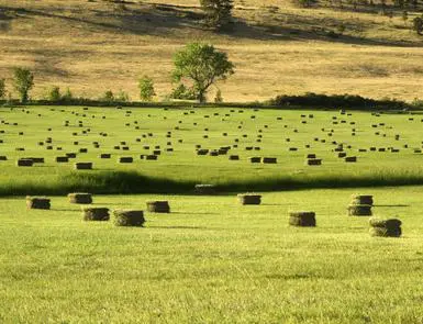 Harvest time at a Boulder Farm